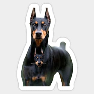 doberman and his son Sticker